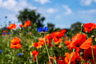 Close-up of red flowering plants on field against sky