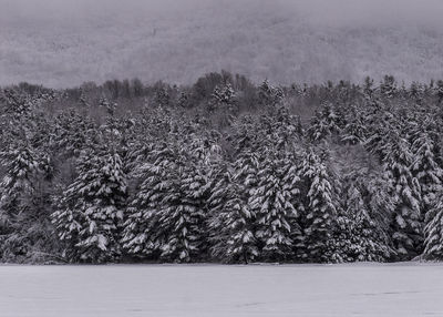 Trees on field during winter