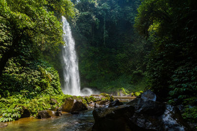 View of waterfall in forest