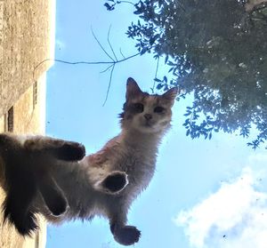 Low angle view of a cat