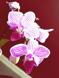 Close-up of flowers blooming against red background