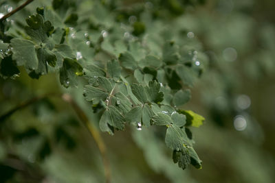 Green leaves of a plant with dew drops after rain