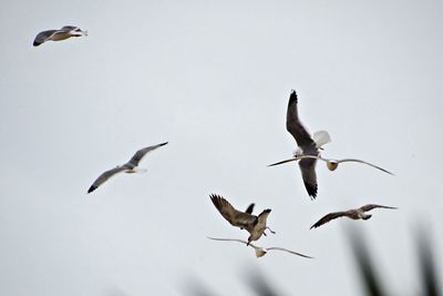 Birds flying against clear sky