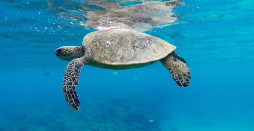 View of turtle swimming in sea