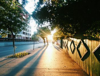 Trees on beach in city at sunset