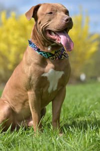 Portrait of a dog on field