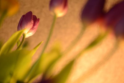 Close-up of pink tulip