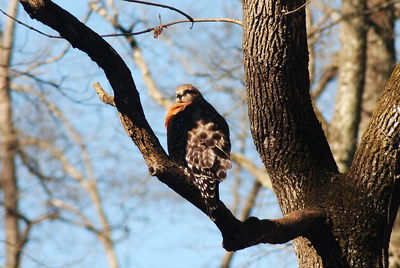 Low angle view of bird perching on branch