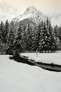 Pine trees on snow covered land against sky