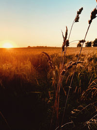 Crops growing on field against sky during sunset