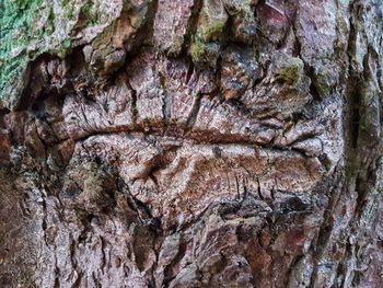 Full frame shot of tree trunk