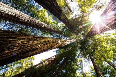 Low angle view of trees against sky