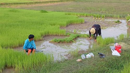 paddy field