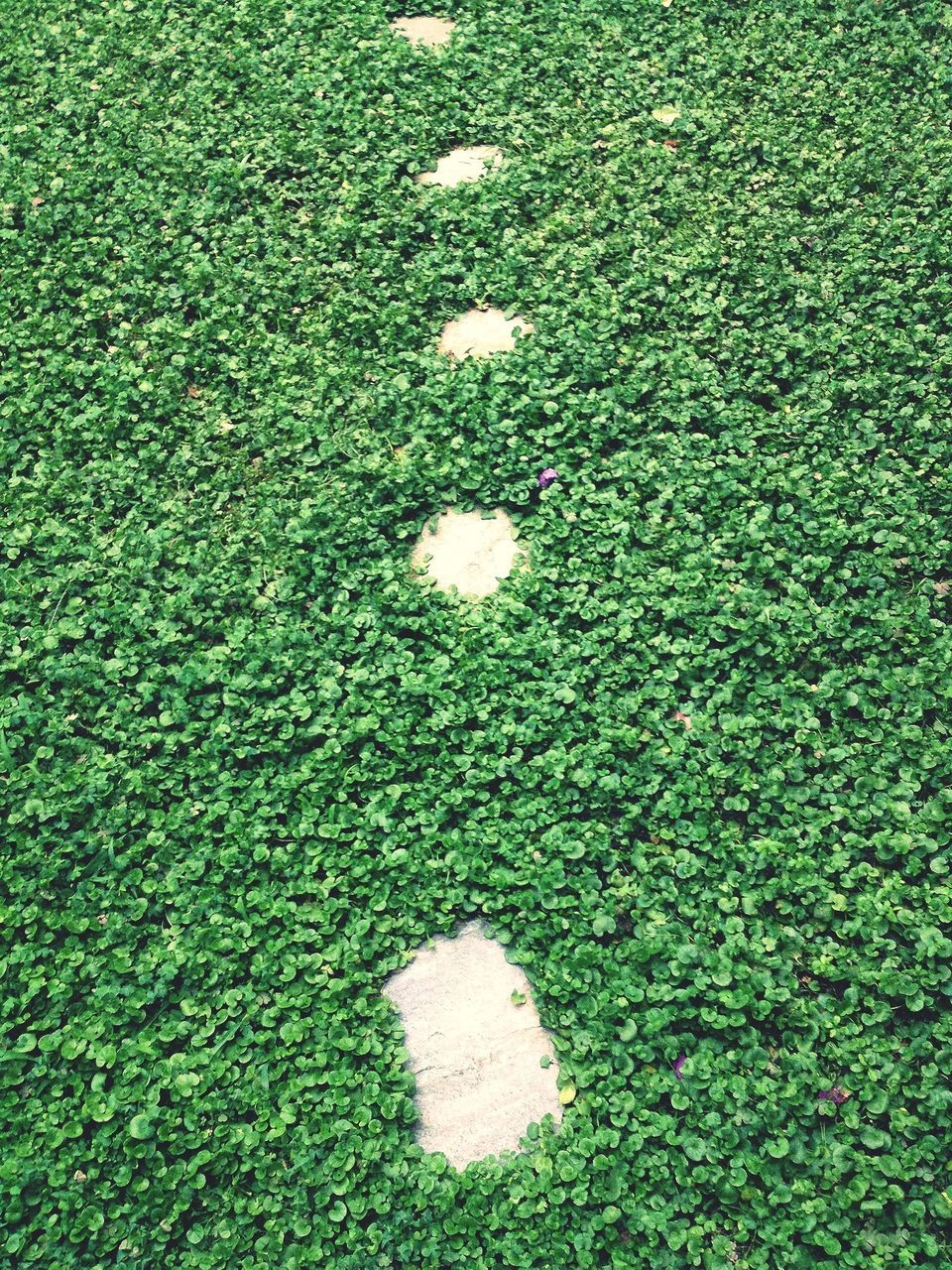 green color, grass, full frame, backgrounds, high angle view, field, textured, growth, grassy, nature, day, green, outdoors, no people, leaf, abundance, directly above, close-up, plant, tranquility