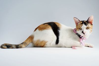 Close-up of a cat against white background