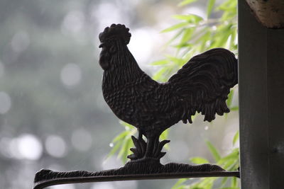 Close-up of rooster