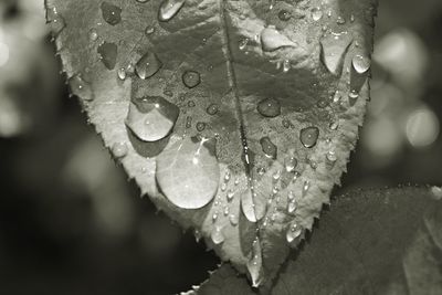 Close-up of raindrops on wet leaves