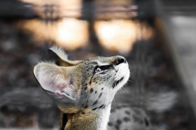 Close-up of a cat looking away