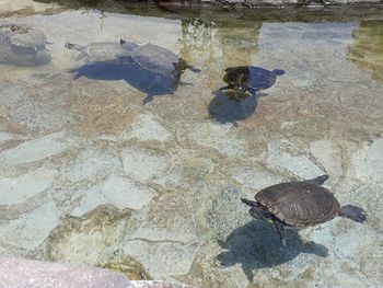 High angle view of tortoise swimming in water