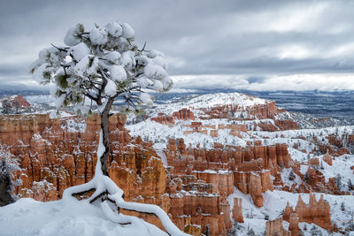 White trees on snow covered landscape against sky