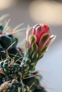 Close-up of succulent plant