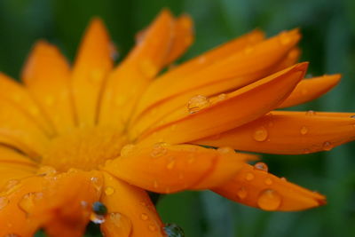 Close-up of wet orange  flower with the petals uneven