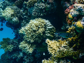 Close-up of coral in sea