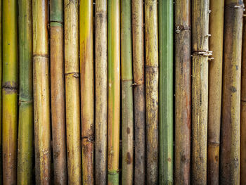 Full frame shot of bamboo