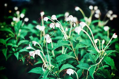 Close-up of flowering plant on field