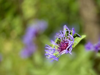 Close-up of purple flowering plant