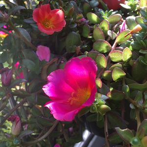 Close-up of pink flowers blooming outdoors