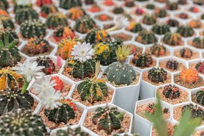 Full frame shot of potted plants