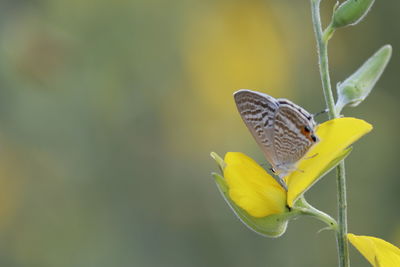 Close-up of butterfly pollinating on yellow flower