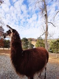 Llama view