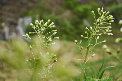 Close-up of plant growing on field