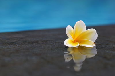 Close-up of white flower in water