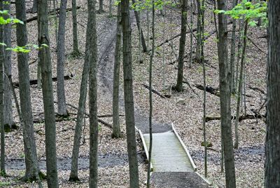 Trees in forest