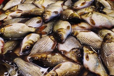 Full frame shot of fish for sale in market