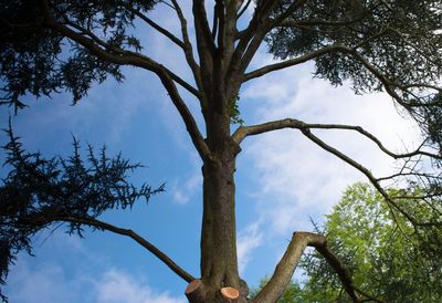 Low angle view of tree against sky