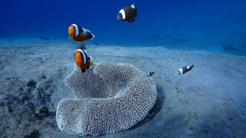 Saddleback clownfish family at pagkilatan