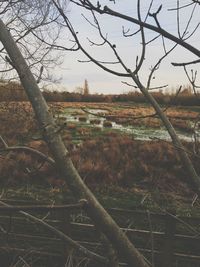 Bare trees on field against sky