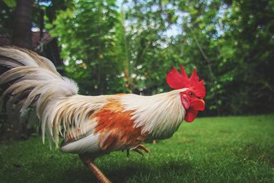 Close-up of rooster on land