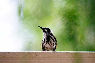 Close-up of bird perching by window