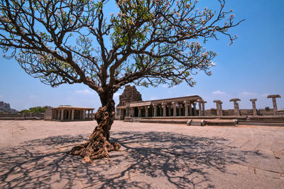 View of tree in front of historical building