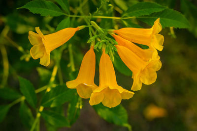 Close-up of yellow flowering plant