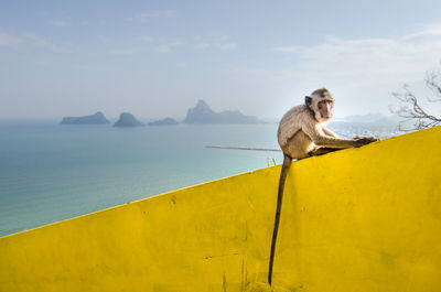 Low angle view of monkey sitting on railing against sea