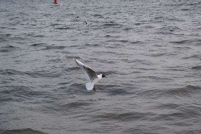 Seagulls in water