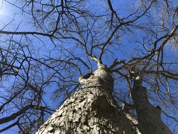 Low angle view of bare tree against clear blue sky