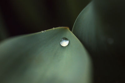 Close-up of water drops on leaf