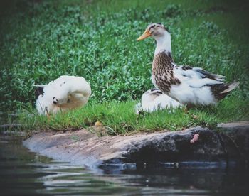 Birds on grass